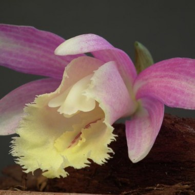 Pleione fancy pants (5)